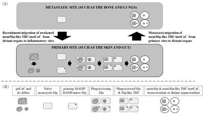 Hypothesis: hematogenous metastatic cancer cells of solid tumors may disguise themselves as memory macrophages for metastasis